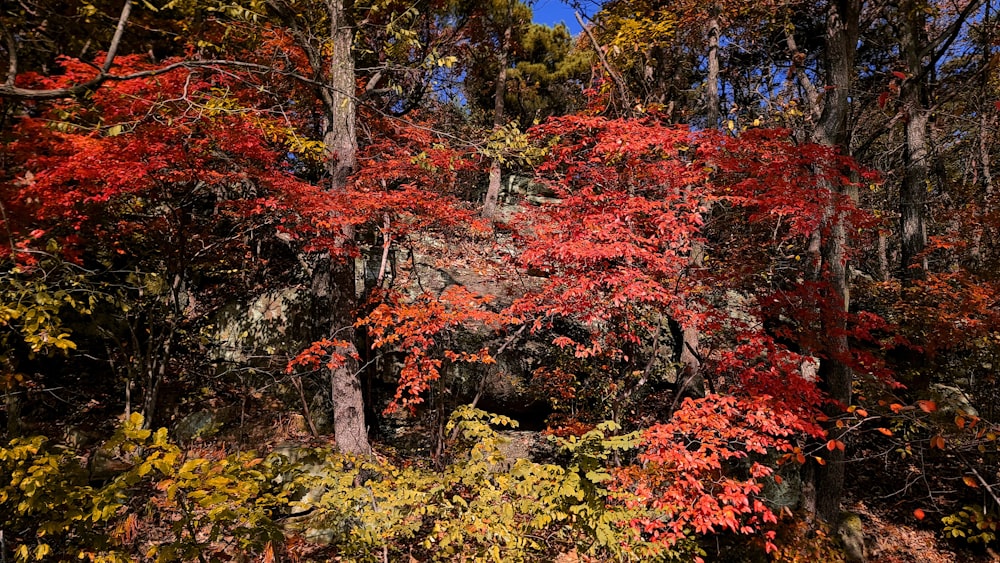 a forest filled with lots of trees covered in leaves