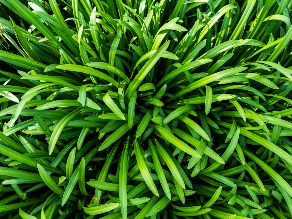 a close up of a plant with green leaves