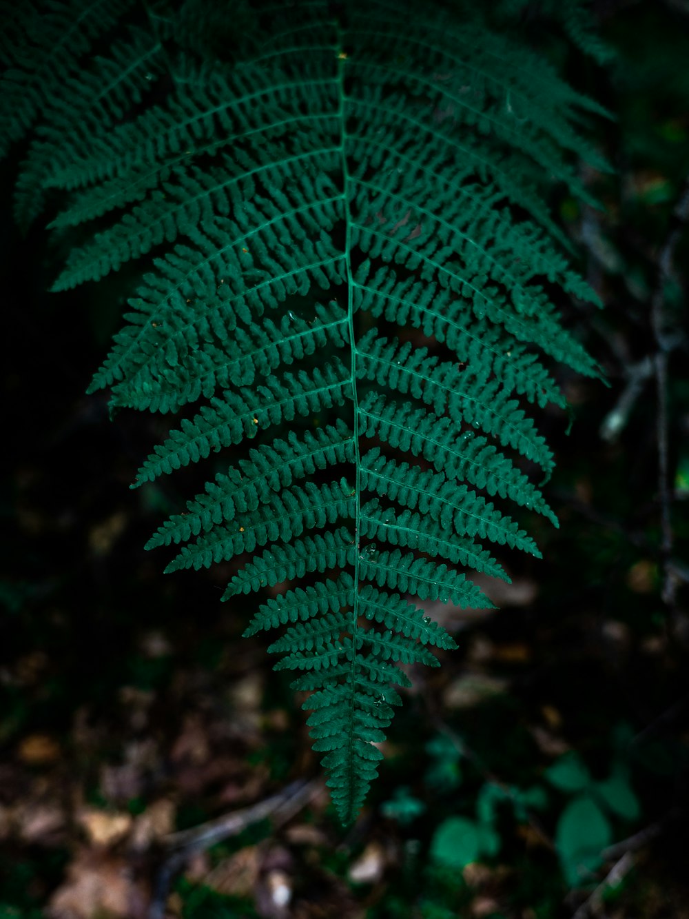 a close up of a green fern leaf