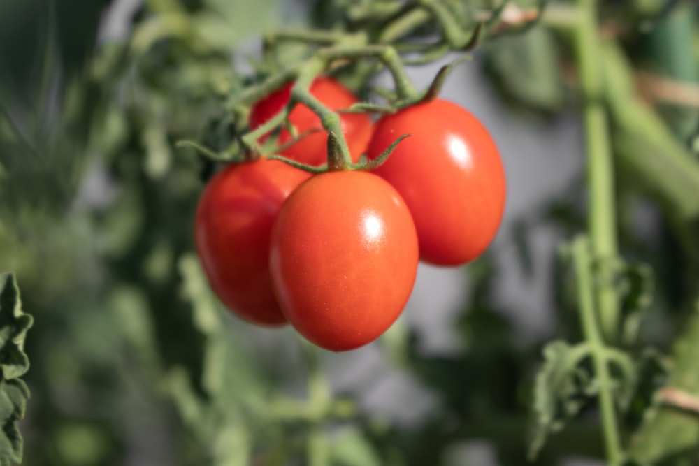 a bunch of tomatoes hanging from a plant
