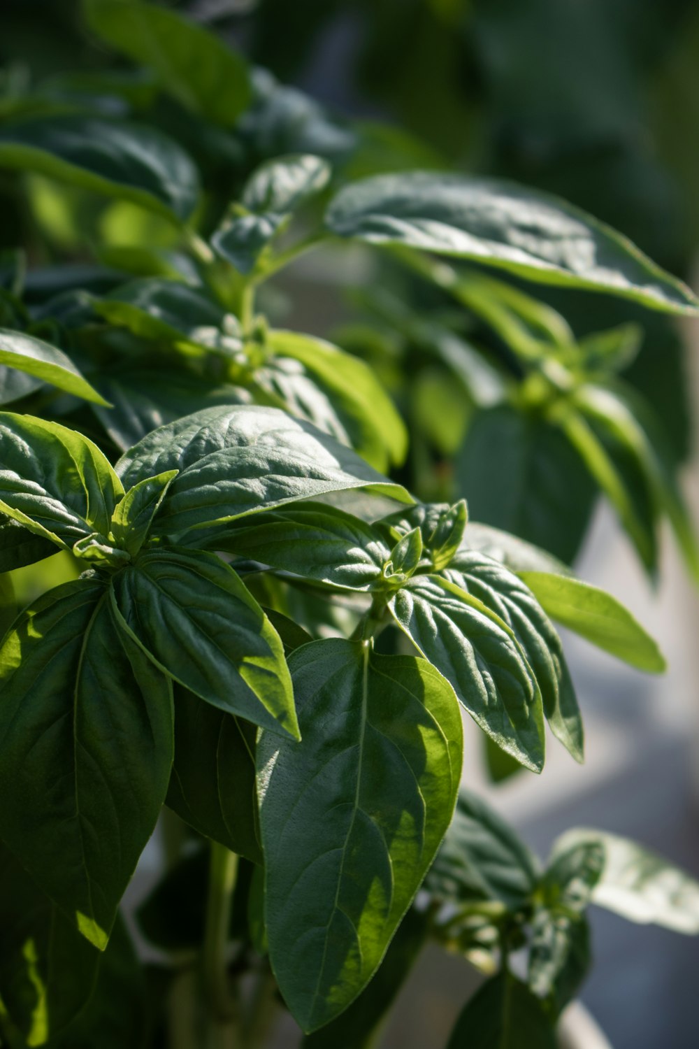 Un primer plano de una planta con hojas verdes