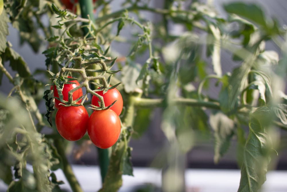 tomatoes growing on a plant in a greenhouse