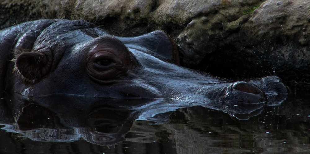 a close up of a hippopotamus in a body of water