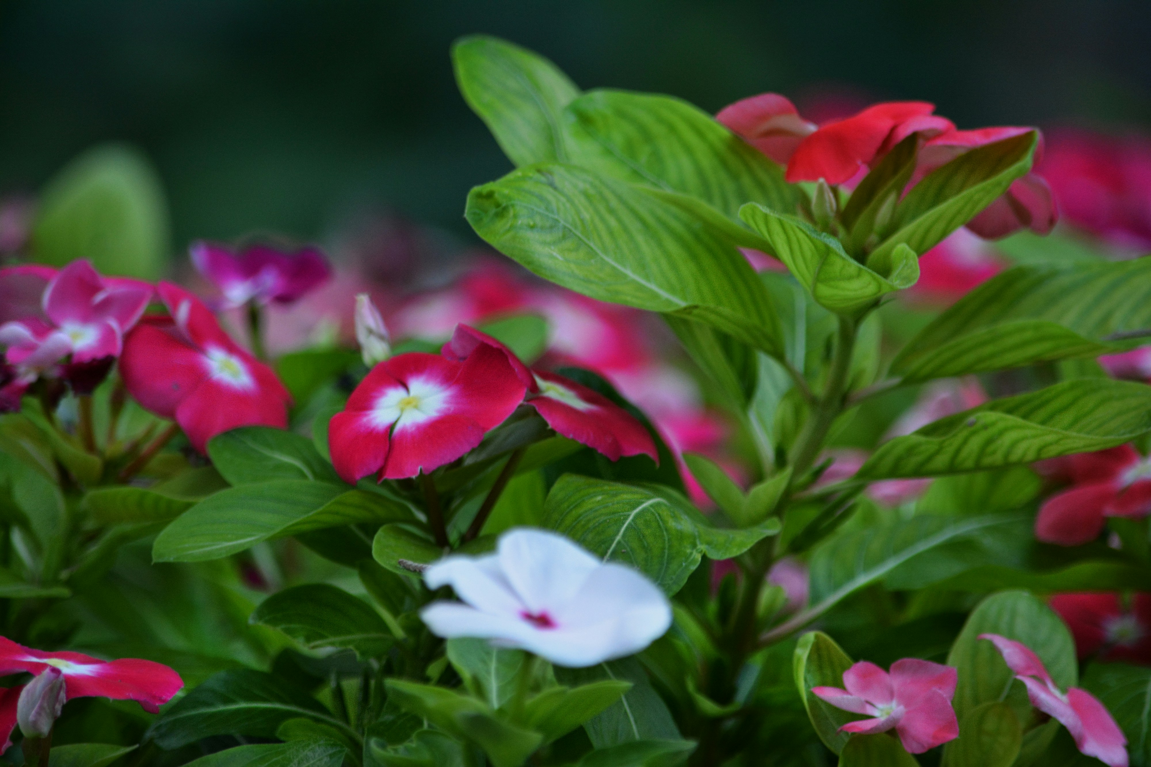 Photo by vahidmoeini