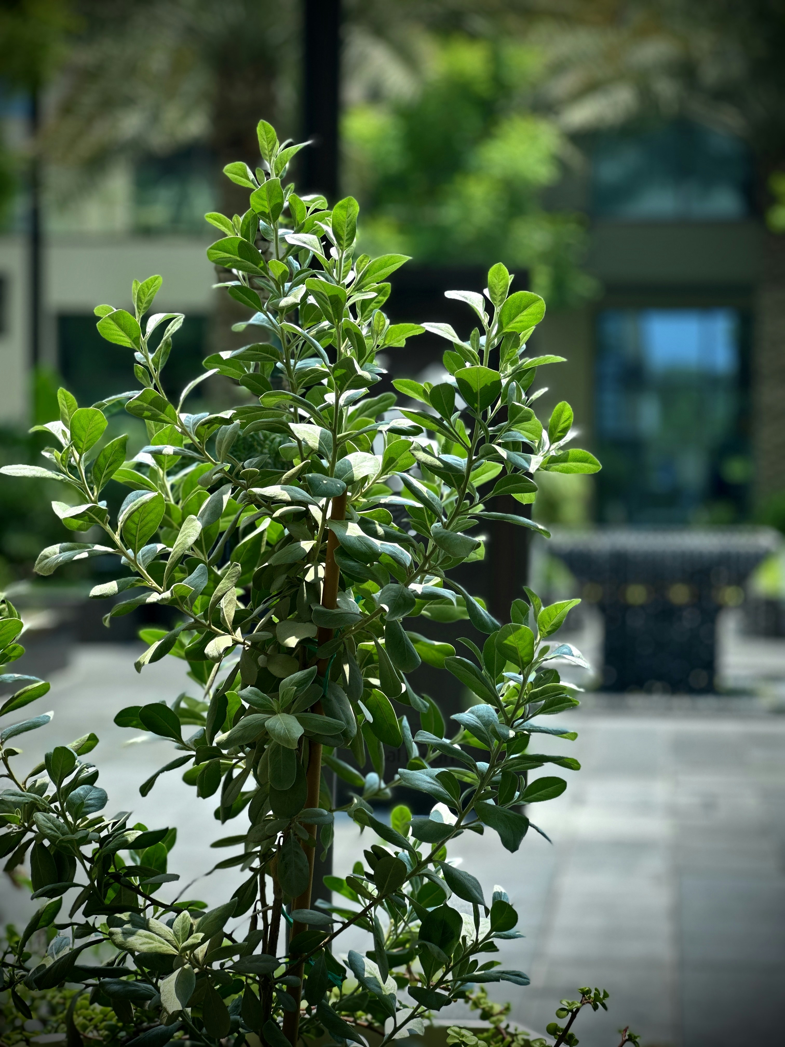 a plant with green leaves in a pot
