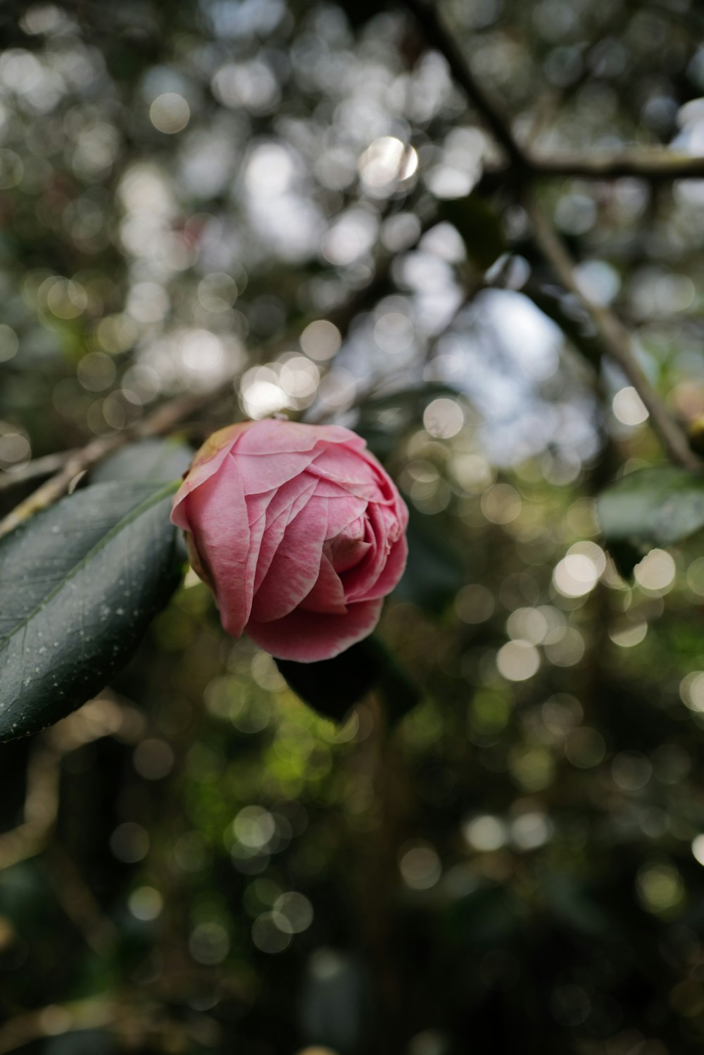 a single pink flower sitting on top of a green leaf