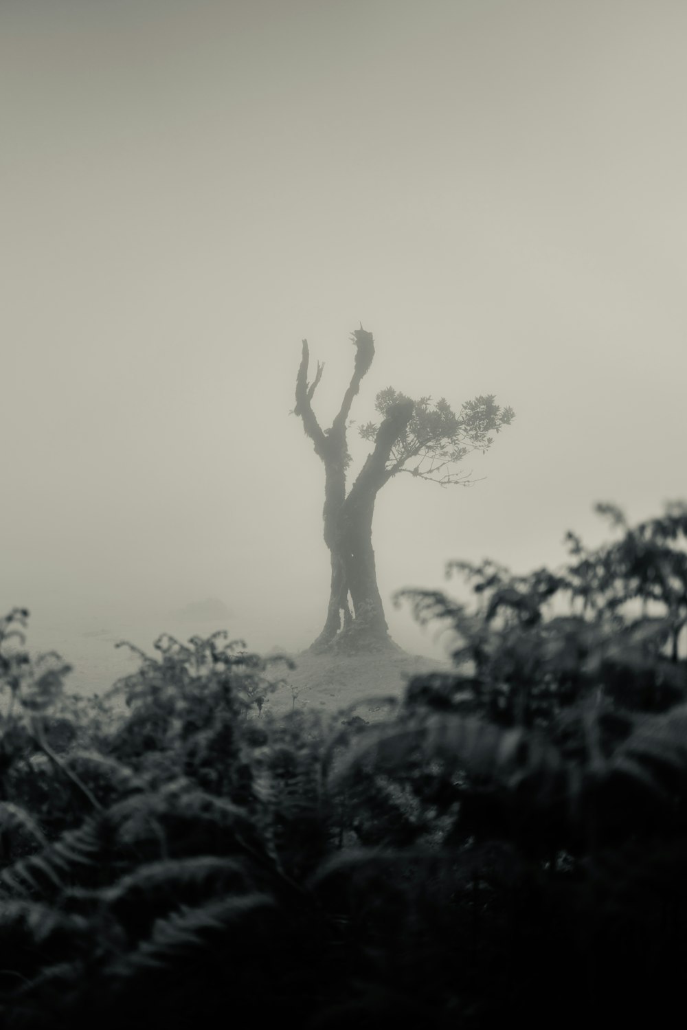 a black and white photo of a tree on a foggy day