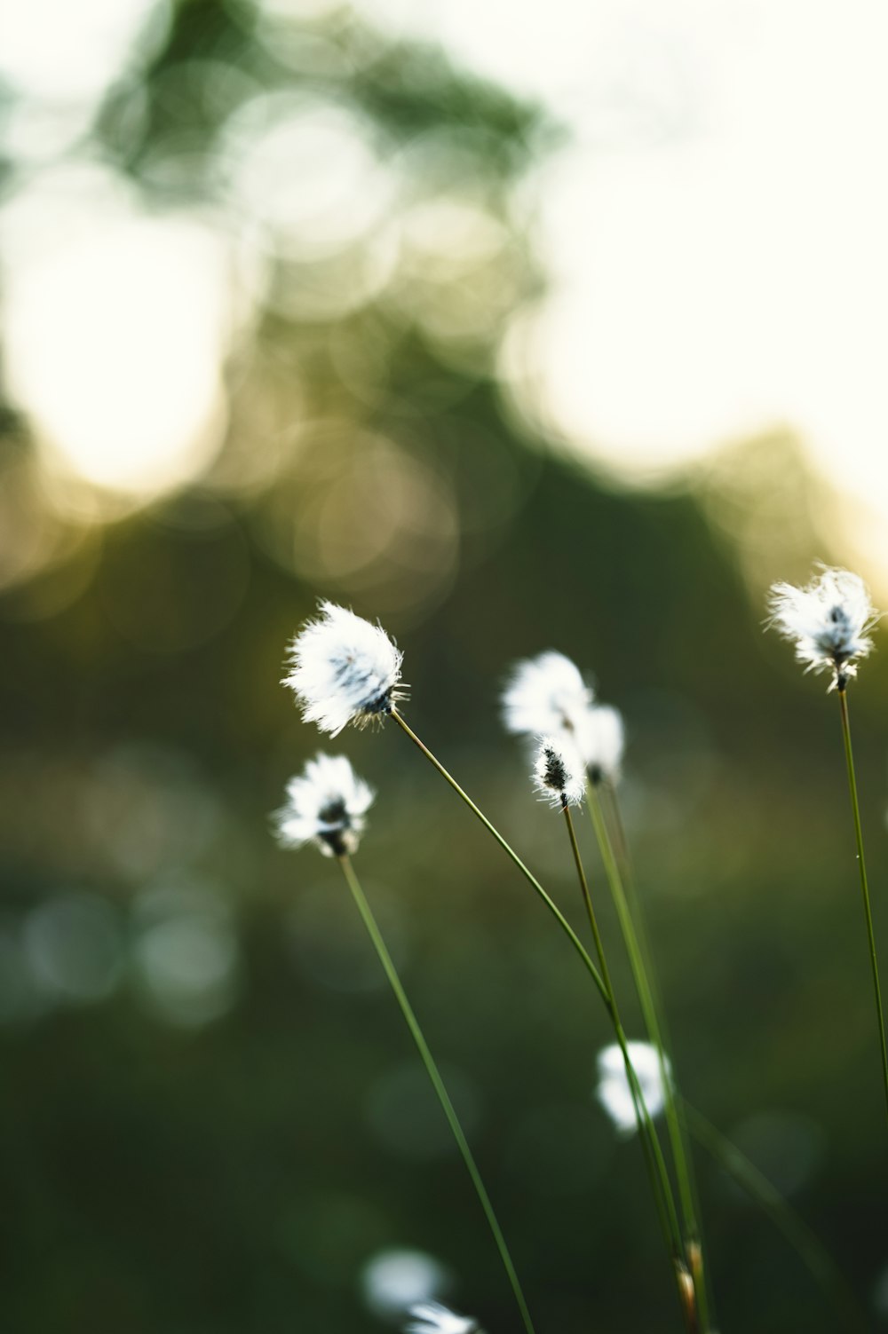 a close up of a bunch of white flowers