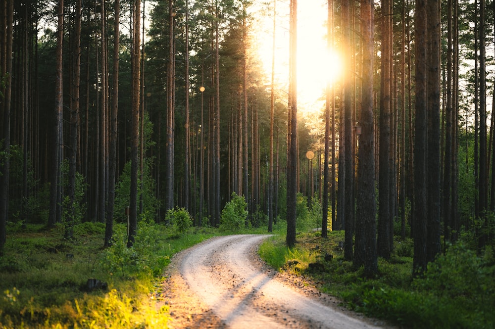 Un chemin de terre au milieu d’une forêt