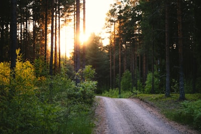 A vibrant poster featuring a serene forest landscape with sunlight filtering through tall trees.