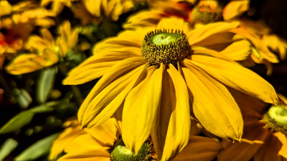 a bunch of yellow flowers with green centers