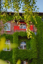 a building covered in vines with a red window