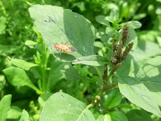 A small insect with a vibrant orange body and black wings is perched on a large green leaf. The surrounding environment is lush with various shades of green foliage, and there are small brown clusters on stalks next to the leaf.