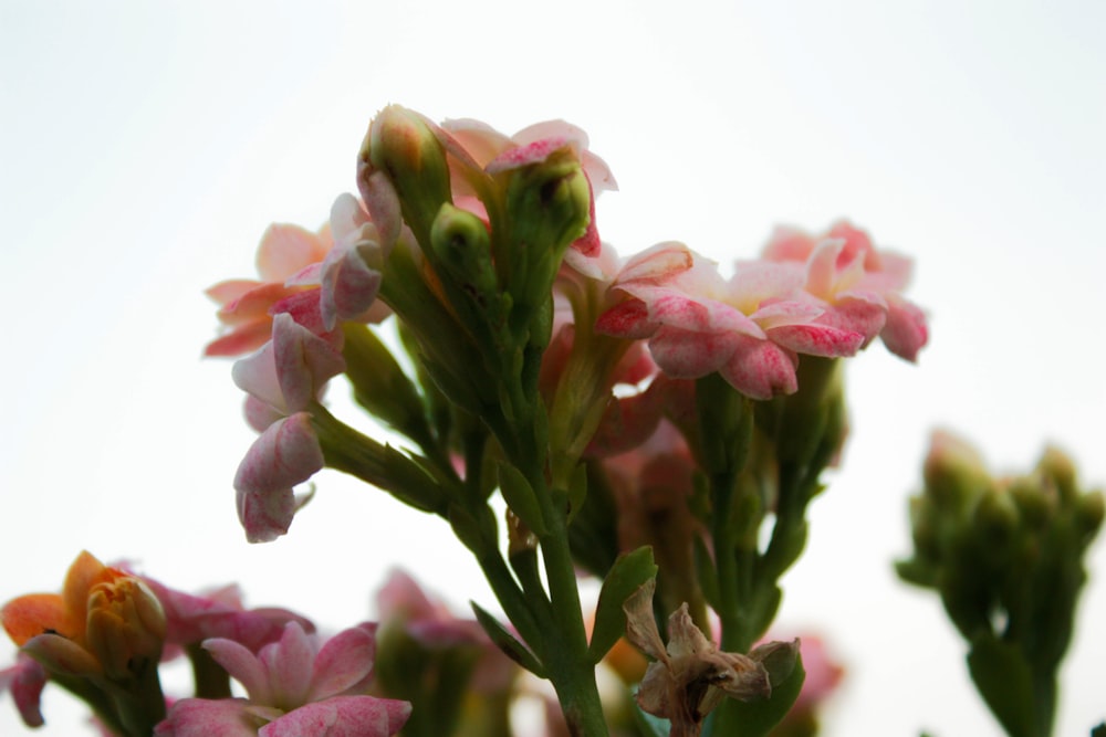 a close up of some pink flowers on a white background
