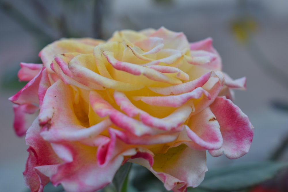 a close up of a pink and yellow rose