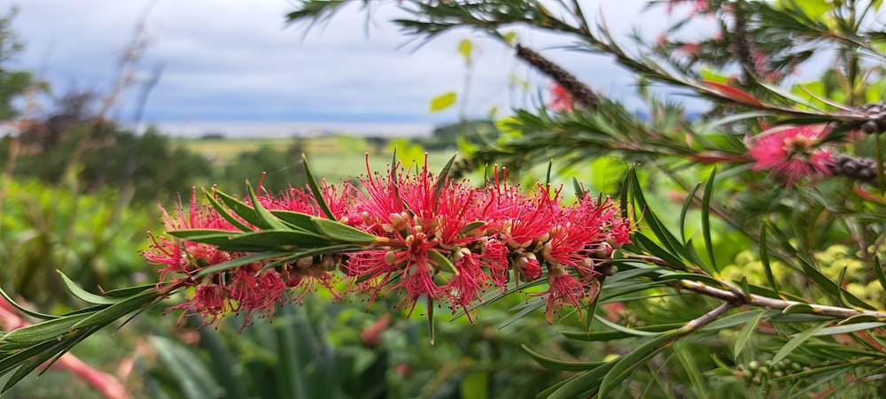 a close up of a red flower on a tree