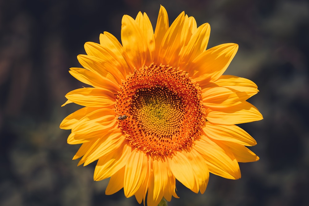 a large yellow sunflower with a bee on it