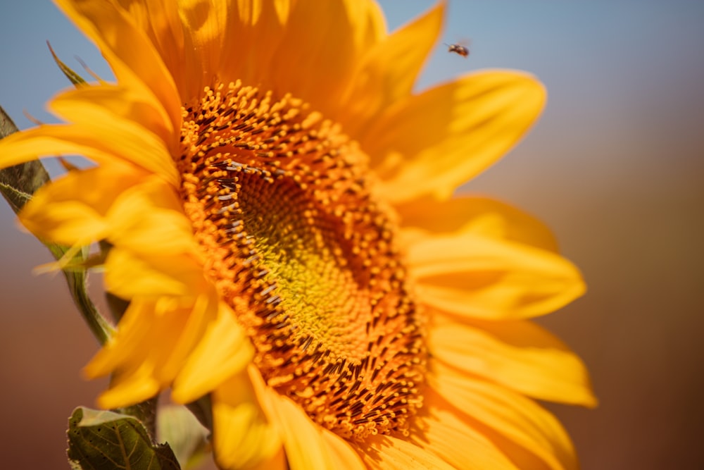 a large sunflower with a bee on it