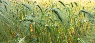 a field full of tall green grass next to a forest