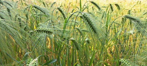 A close-up view of a lush field of barley plants. The green stalks are topped with delicate feathery awns, bending slightly under their own weight. Bright sunlight illuminates the scene, highlighting the fresh, verdant tones of the plants and casting gentle shadows.