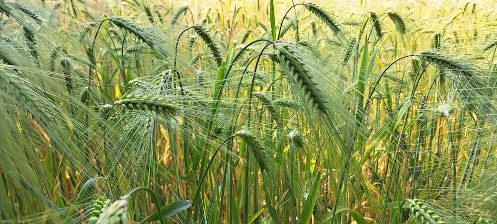 a field full of tall green grass next to a forest