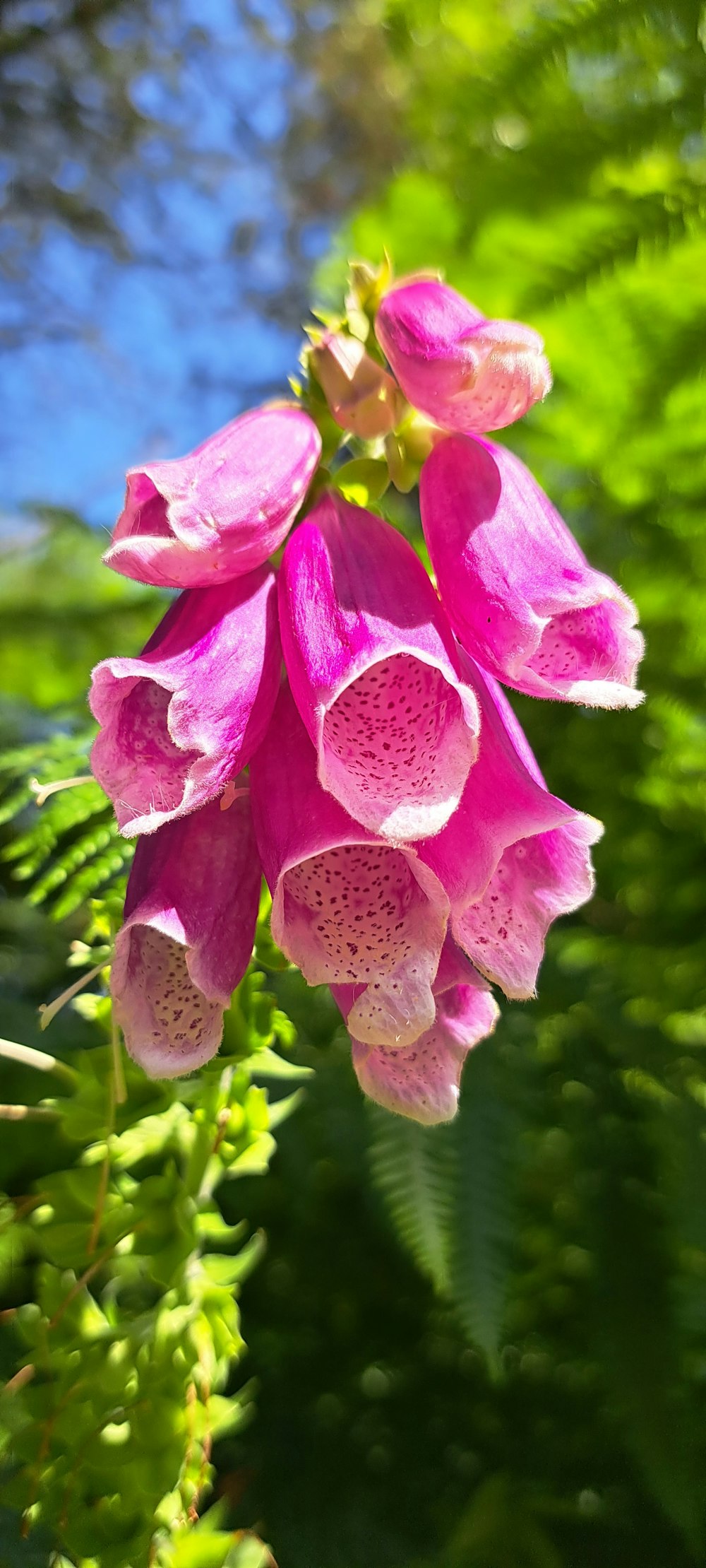 a close up of a pink flower on a plant