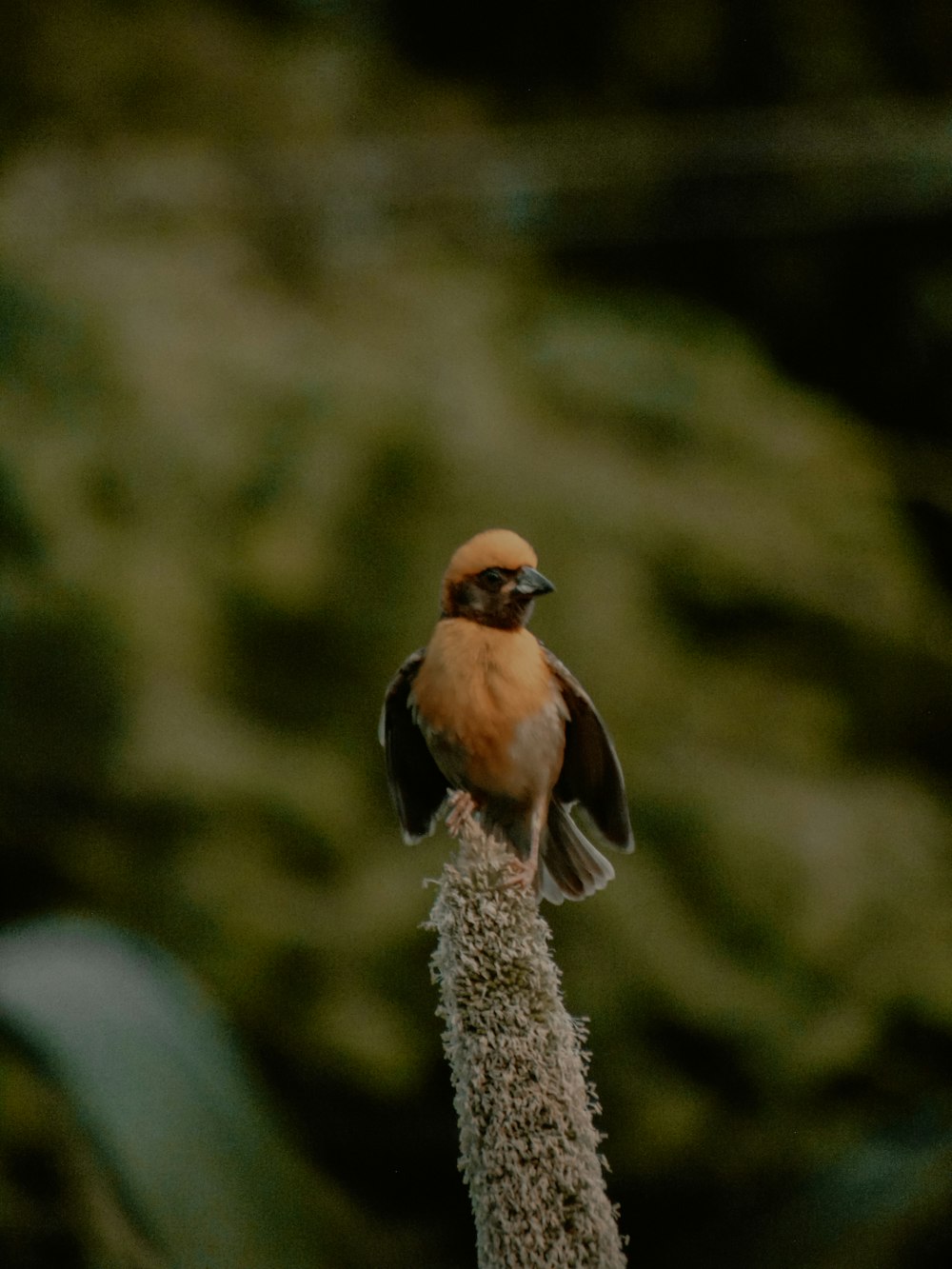 a small bird sitting on top of a plant