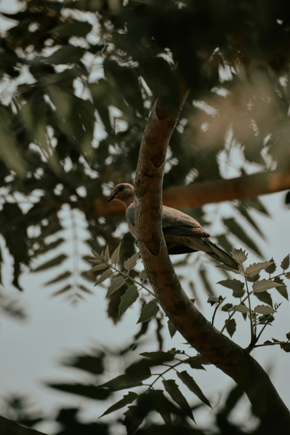 ein Vogel, der auf einem Ast eines Baumes sitzt