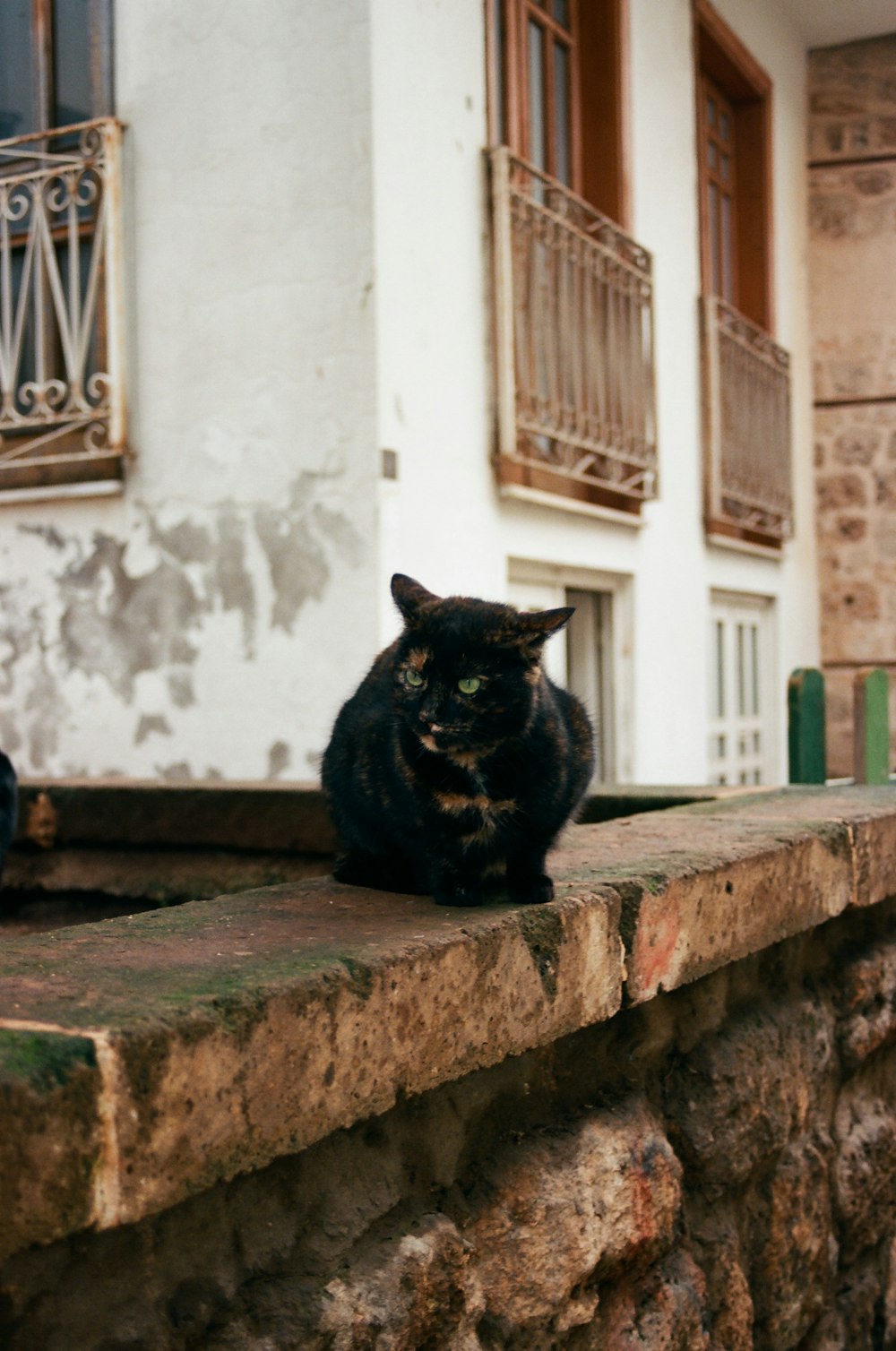 eine schwarze Katze, die auf einem Felsvorsprung vor einem Gebäude sitzt