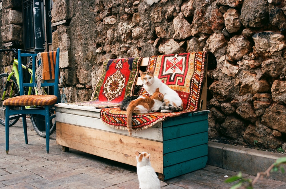 a cat sitting on a bench next to a wall