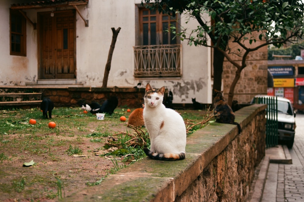 흰색과 주황색 고양이가 벽돌 벽 위에 앉아 있다