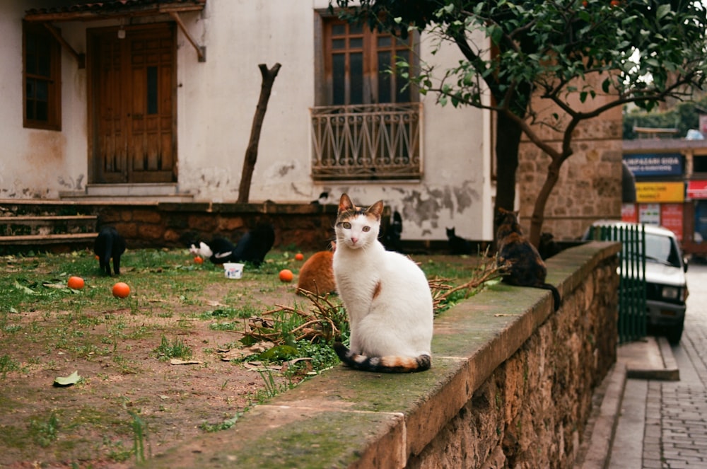 eine weiße und orangefarbene Katze, die auf einer Ziegelmauer sitzt