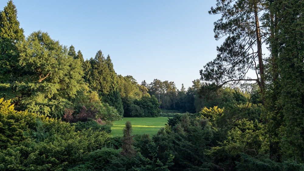 a lush green forest filled with lots of trees