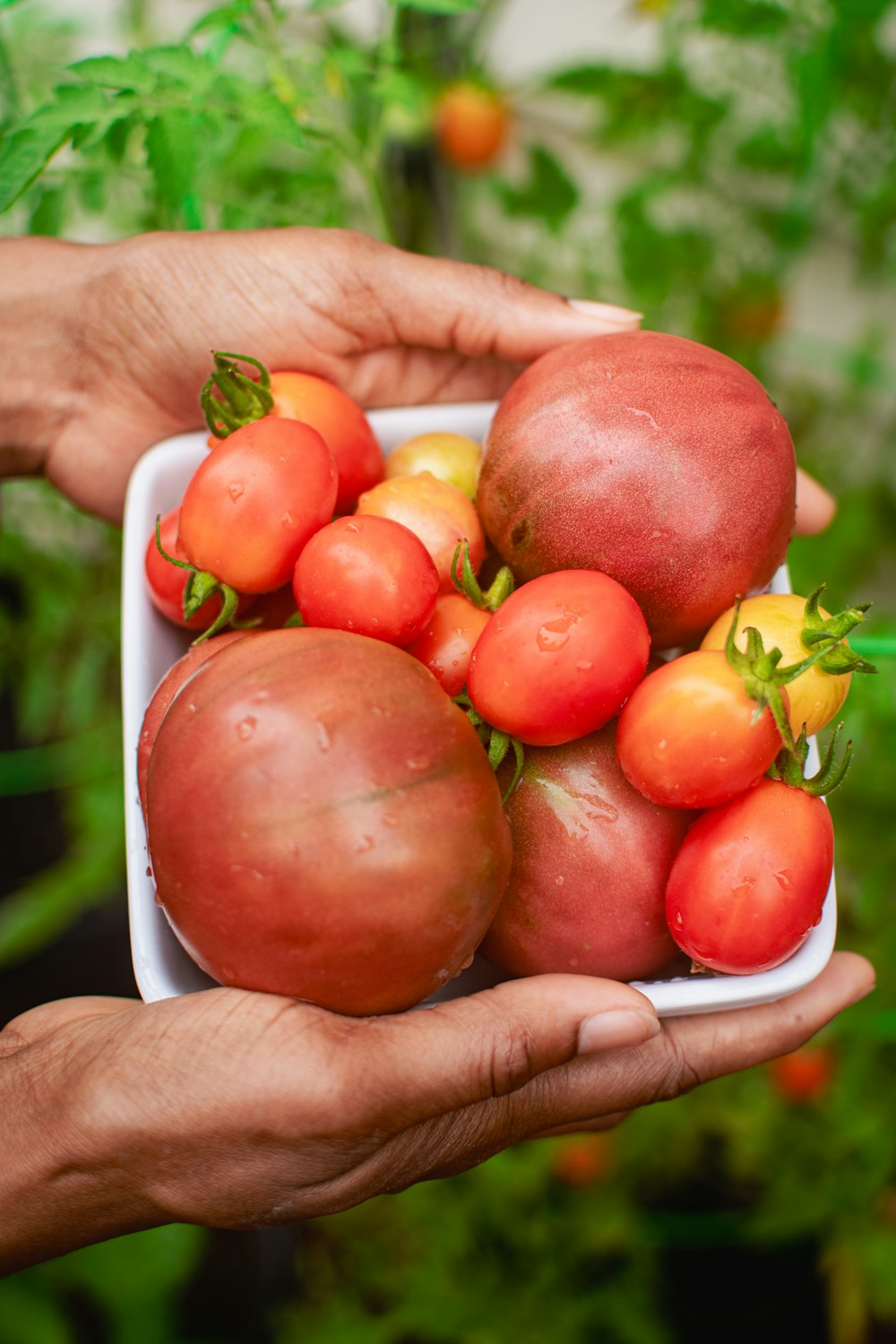 uma pessoa segurando uma tigela de tomates nas mãos