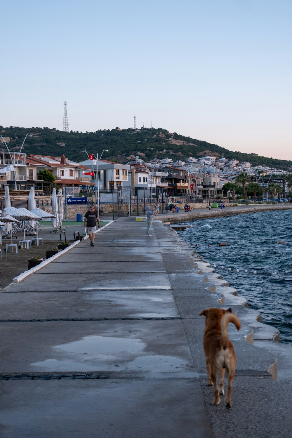 a brown dog walking down a sidewalk next to a body of water