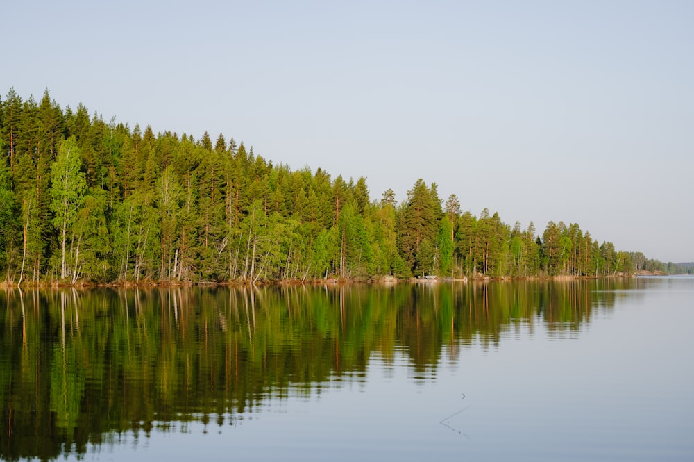 a large body of water surrounded by trees