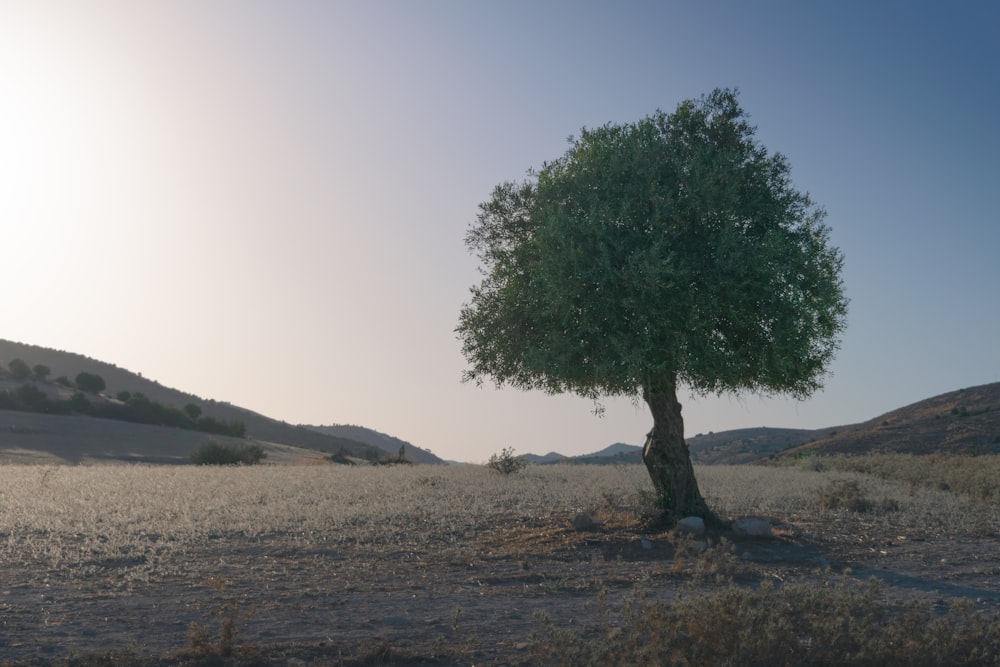 a lone tree in the middle of a field