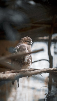 AI-enhanced thermal photo of a bird perched on a branch, captured in low light.