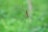 A large spider with long, thin legs spins a web against a vibrant green background. The spider's body has yellow spots, while its legs have joints with yellow accents.
