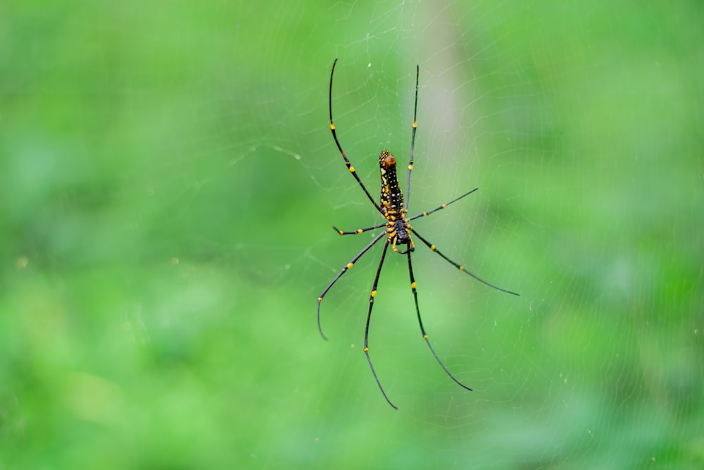 a close up of a spider on a web