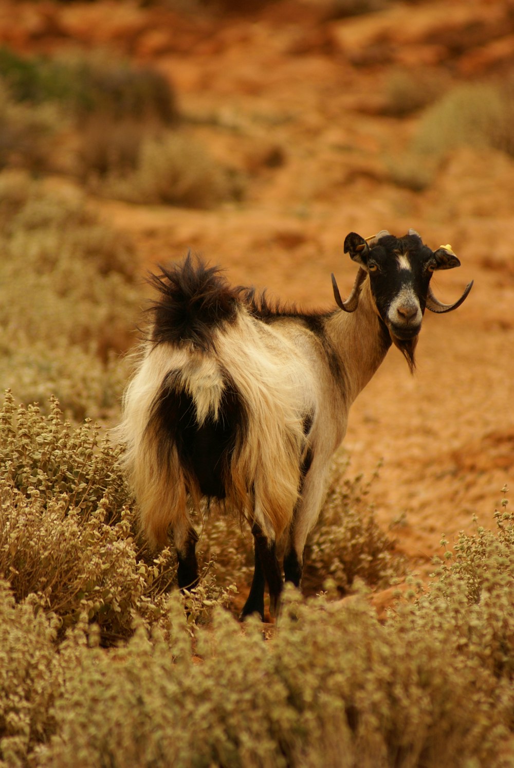 a goat with long horns standing in a field