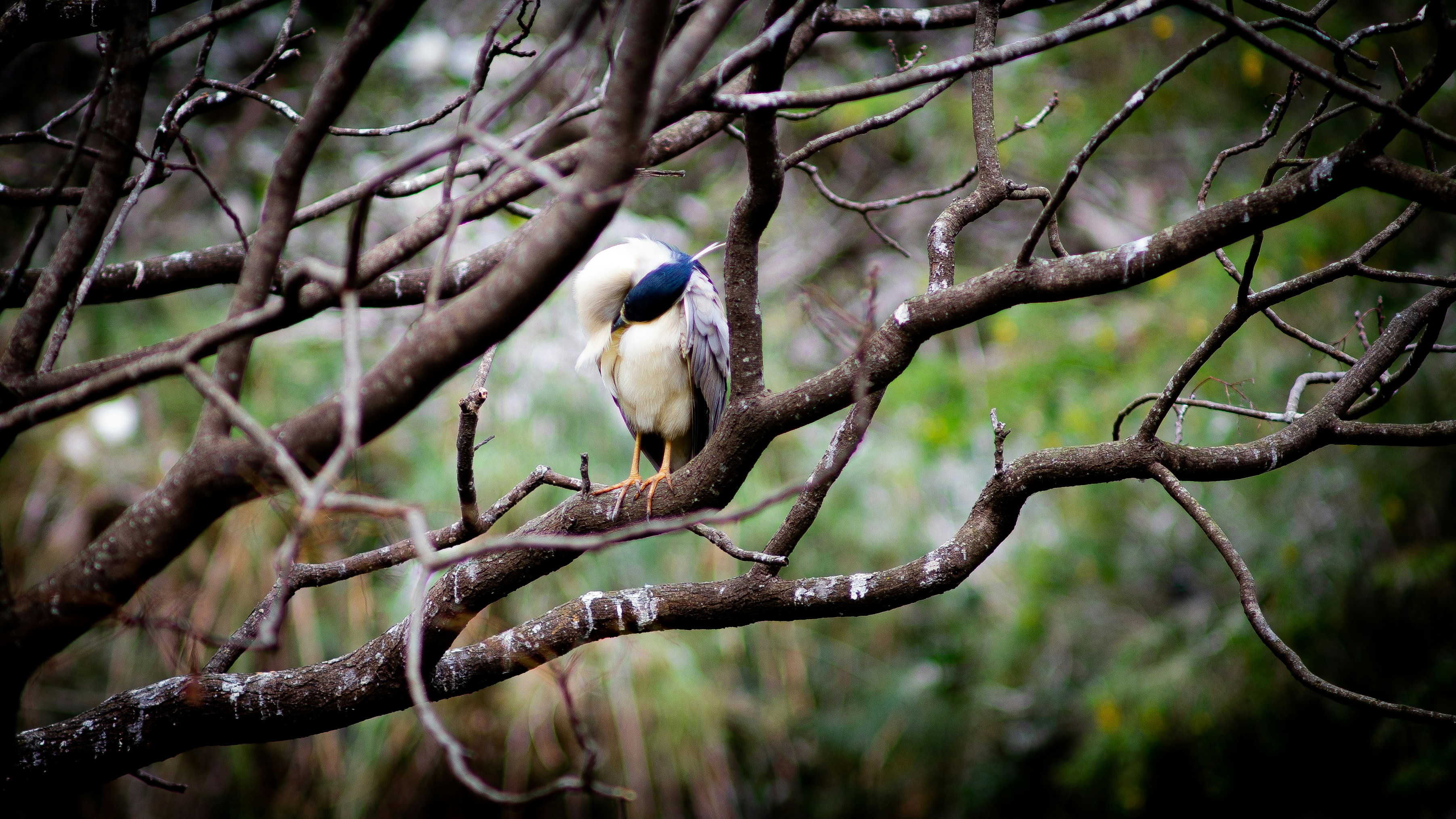 Photo by alekseyryan