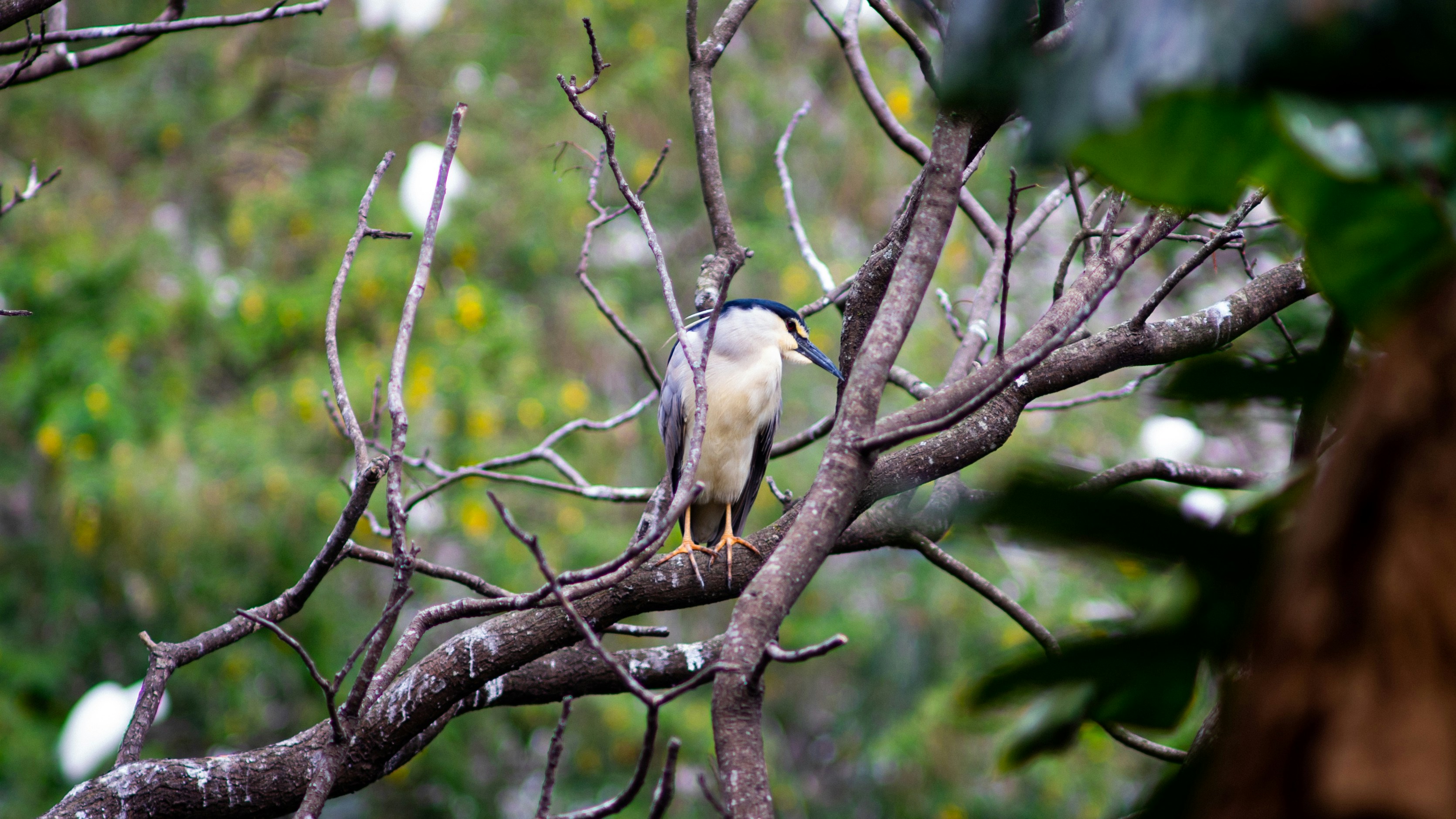 Photo by alekseyryan