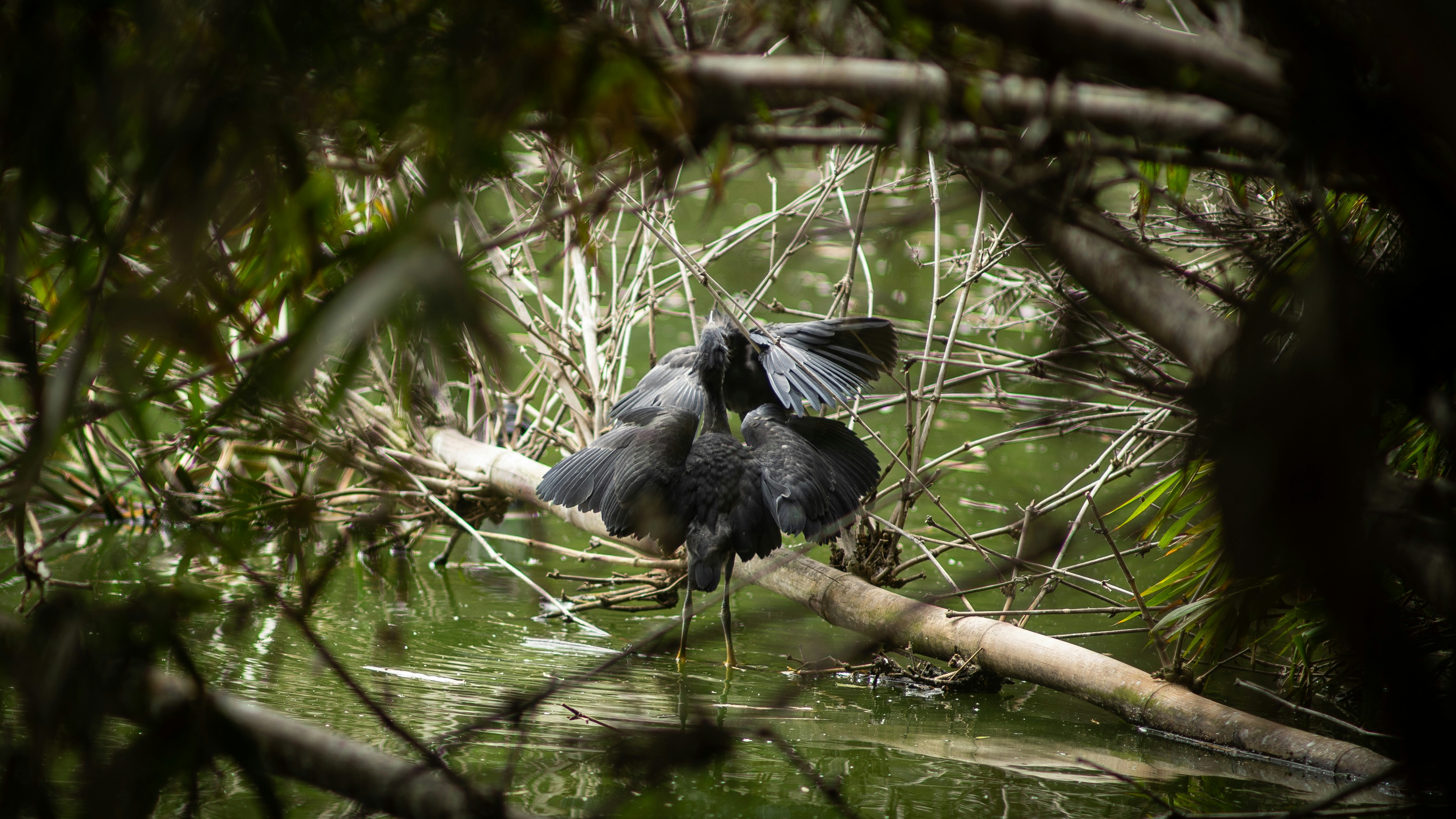 Photo by alekseyryan