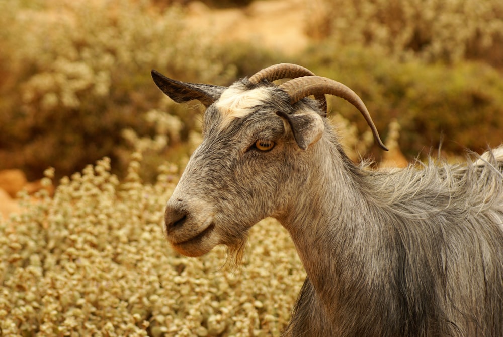 a goat with long horns standing in a field