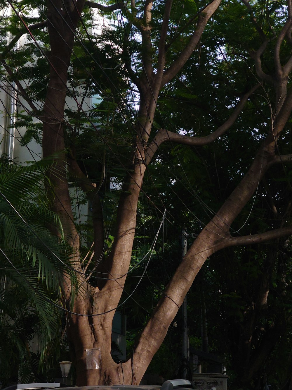 a giraffe standing next to a tree in a forest