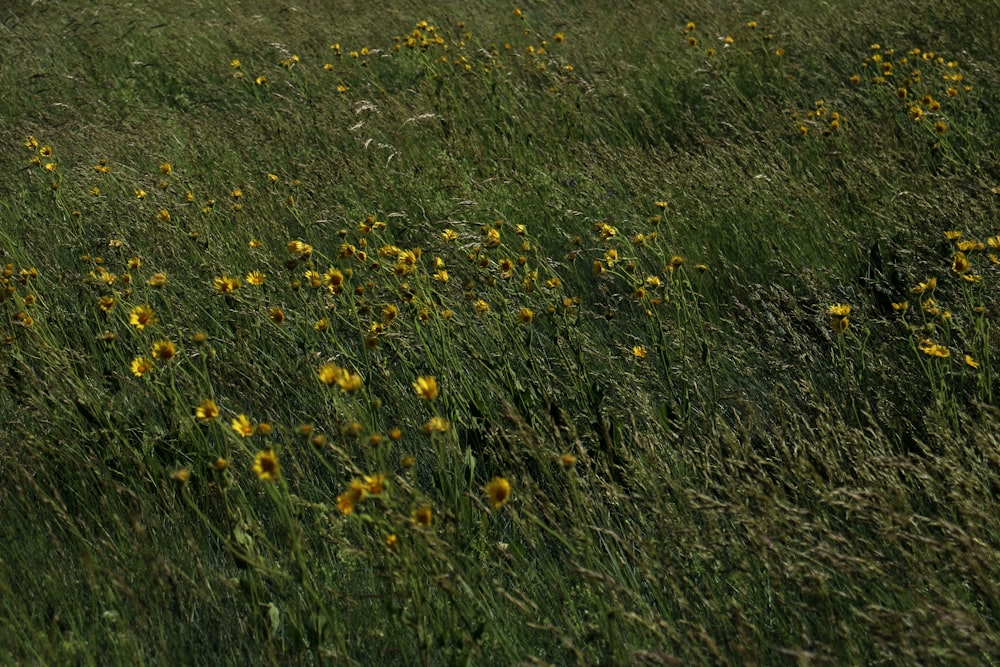 a field full of tall grass and yellow flowers