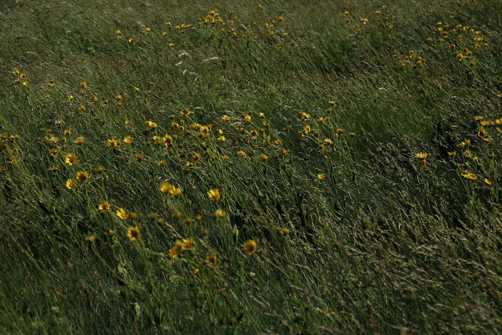 un campo pieno di erba alta e fiori gialli