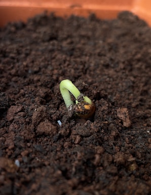 A small green seedling is emerging from rich, dark soil, with its delicate stem starting to curve upward. The soil appears moist and textured, with an orange planter edge visible in the background.