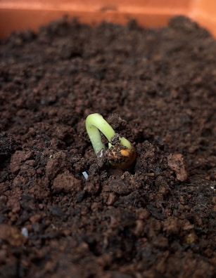 Close-up of a single seedling breaking through rich, dark soil outdoors.